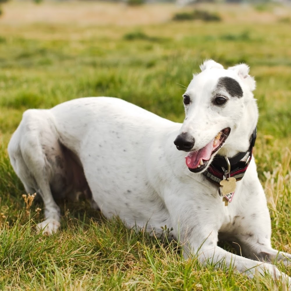 Meet your Posher, Violett